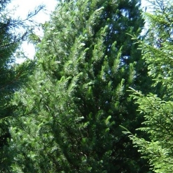 Pinus cembra 'Herman' - Prairie Statesman Swiss Stone Pine