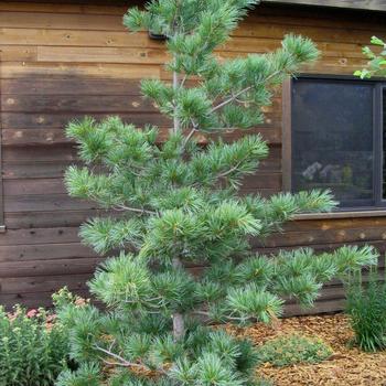 Pinus koraiensis 'Silveray' - Silveray Korean Pine